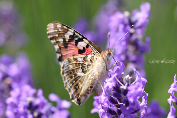 Schmetterling