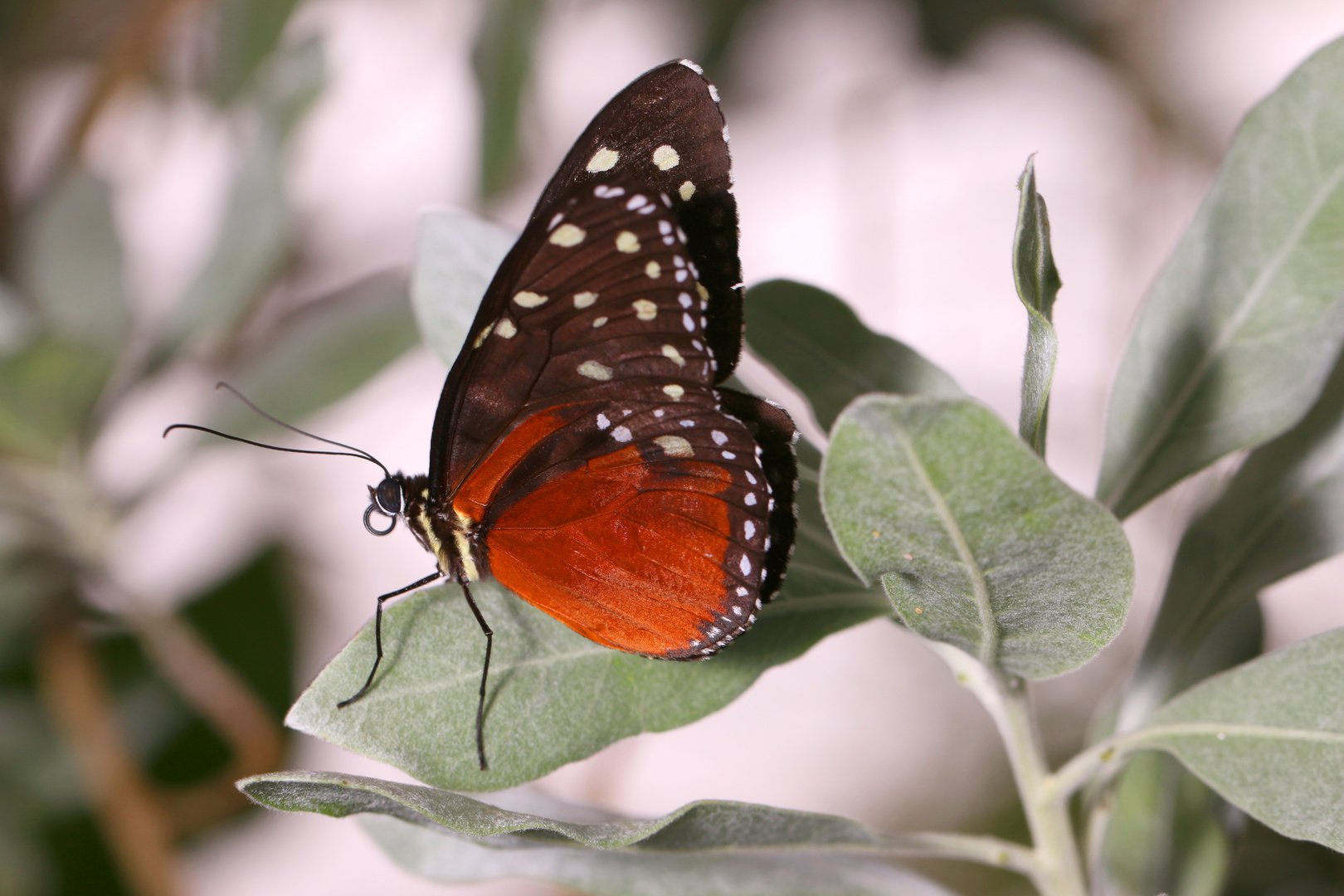 Schmetterling