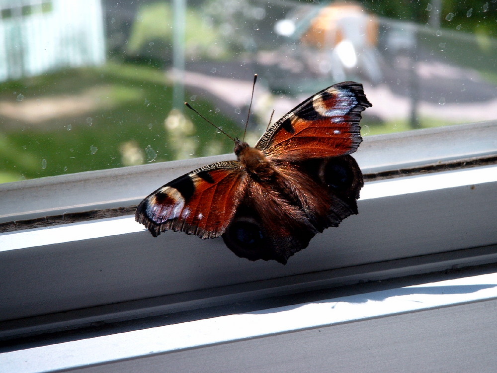 Schmetterling