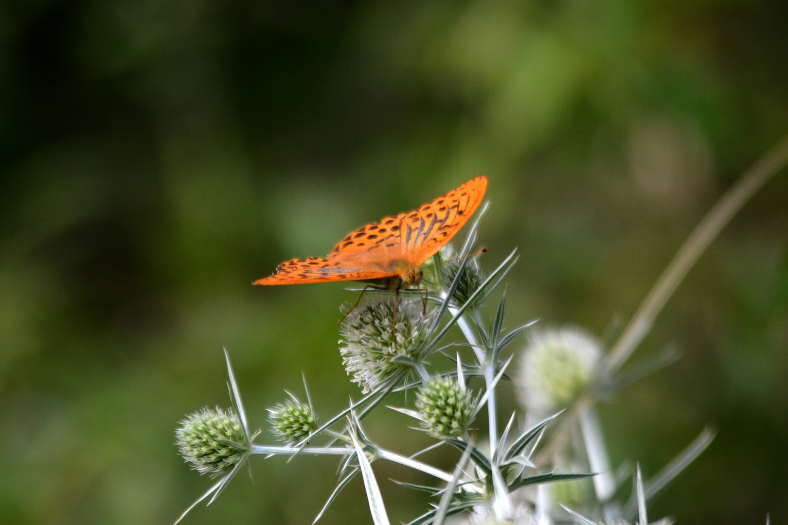 schmetterling