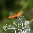 schmetterling