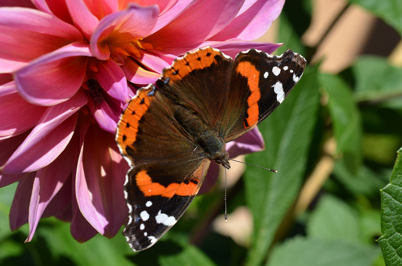 Schmetterling