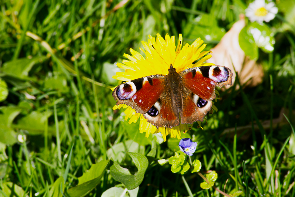 Schmetterling