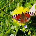 Schmetterling