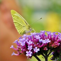 Schmetterling