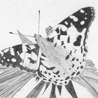 Schmetterling