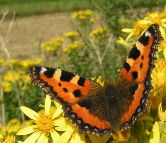 Schmetterling der 2.