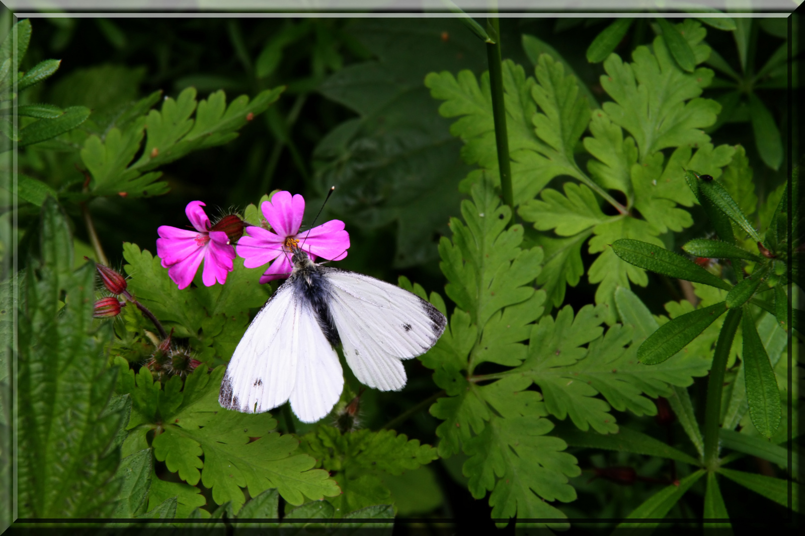 Schmetterling der 2.