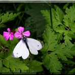 Schmetterling der 2.