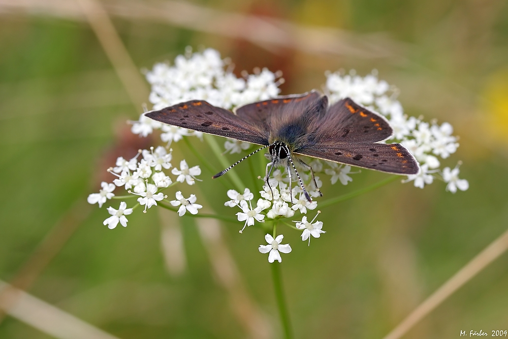 Schmetterling der ...