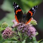 Schmetterling "Der Admiral"