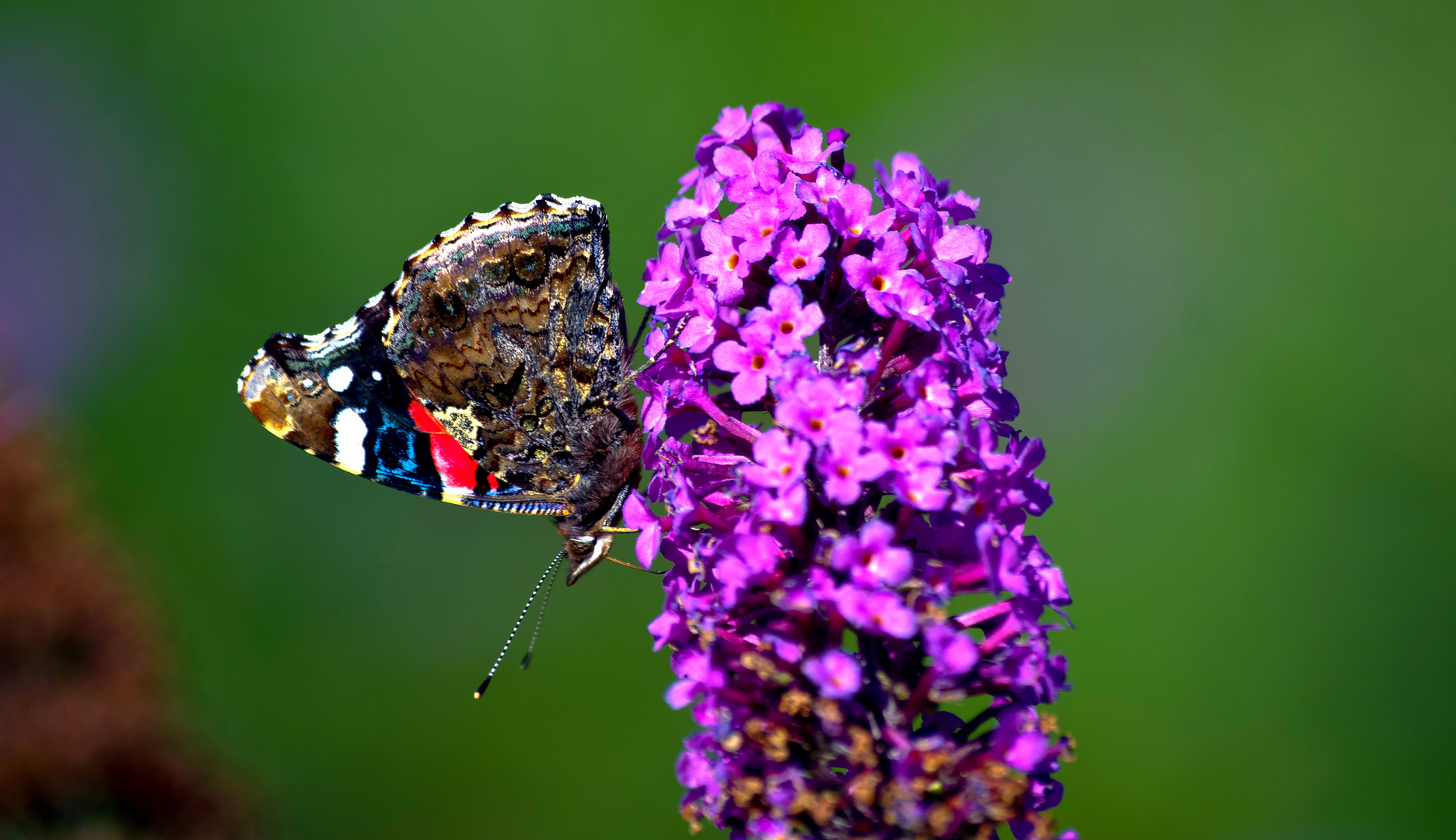 Schmetterling, der Admiral am Sommerflieder