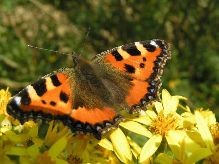 Schmetterling der Bunte