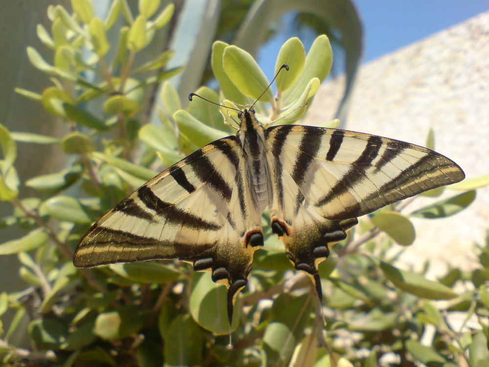 Schmetterling der costa blanca