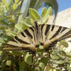 Schmetterling der costa blanca