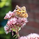 Schmetterling "Der Distelfalter"