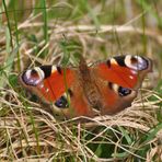 Schmetterling der erste 2010