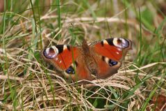 Schmetterling der erste 2010