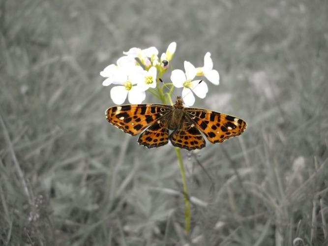 Schmetterling der Farbe bringt!