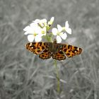 Schmetterling der Farbe bringt!