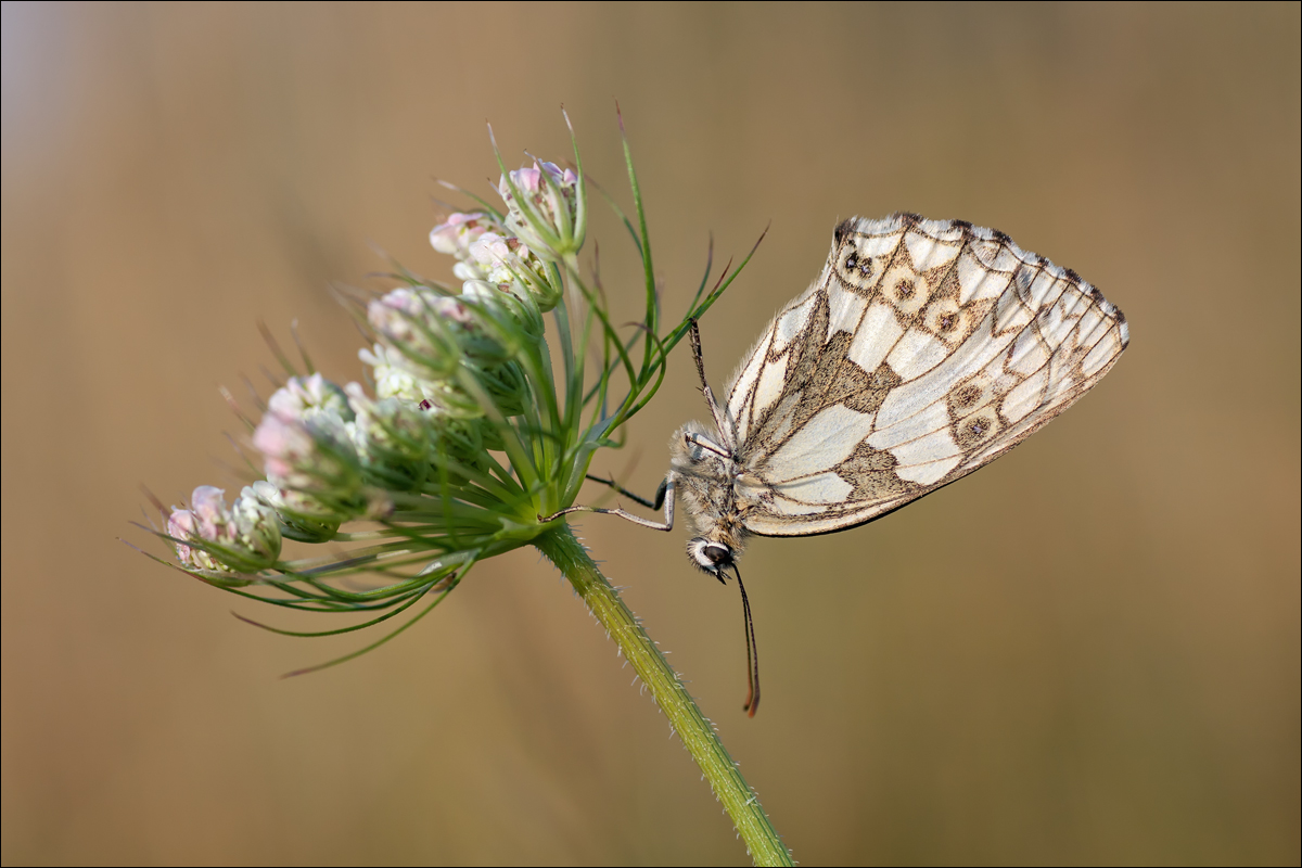 Schmetterling der Jahres 2019