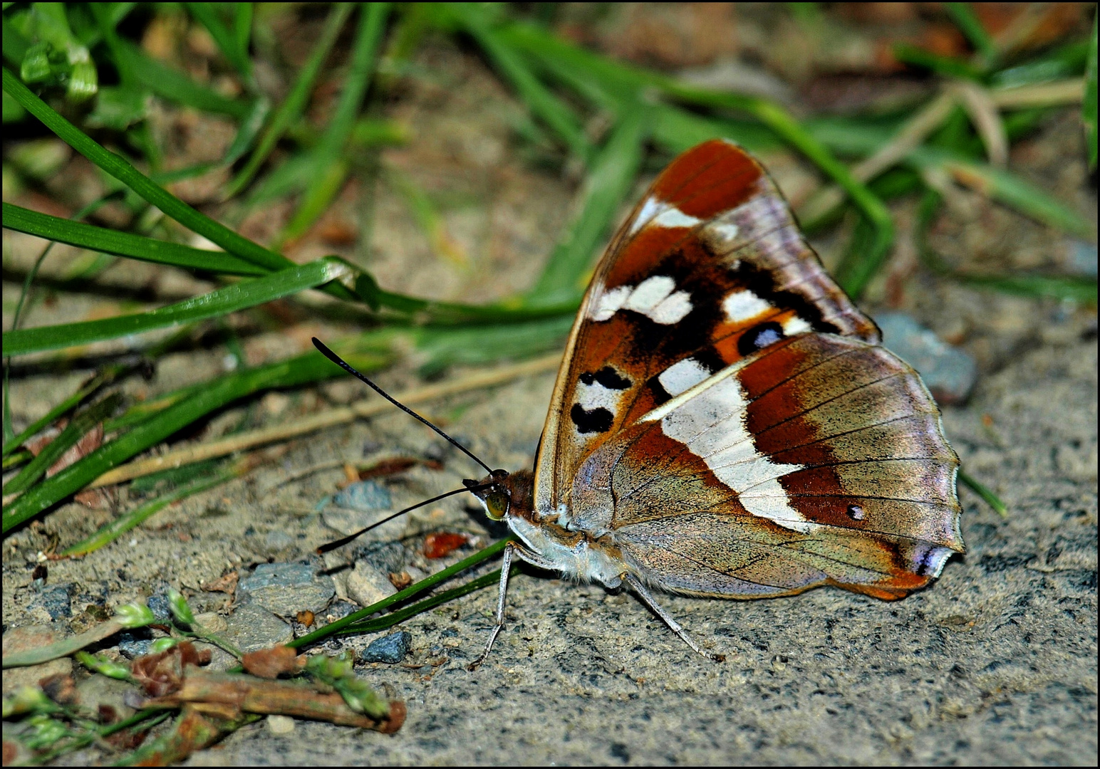 Schmetterling der Liebe ( Großer Schillerfalter - Apatura Iris L.) II
