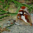 Schmetterling der Liebe ( Großer Schillerfalter - Apatura Iris L.) II