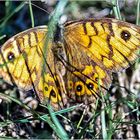 Schmetterling, der MAUERFUCHS ...