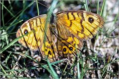 Schmetterling, der MAUERFUCHS ...