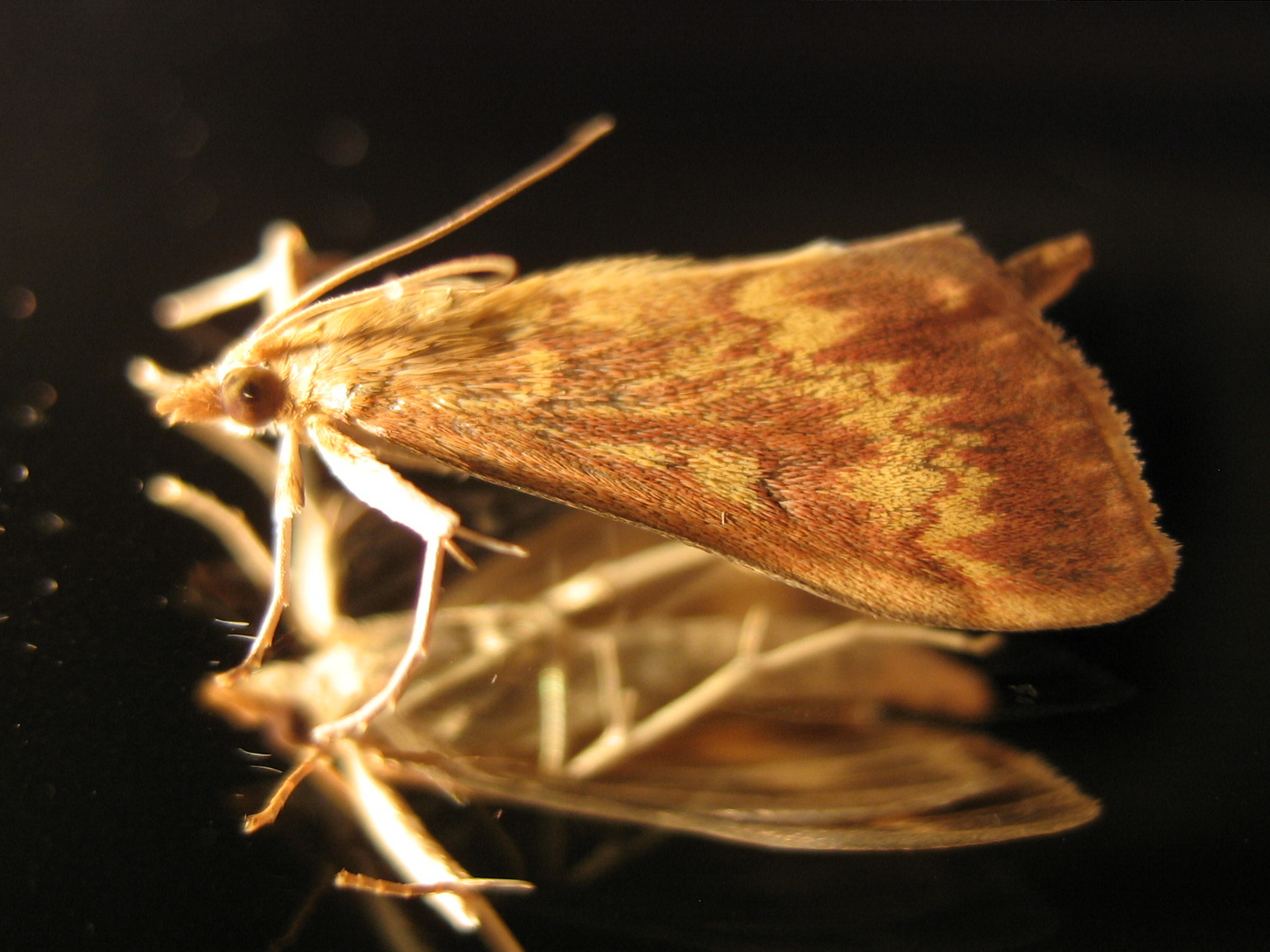 Schmetterling der Nacht