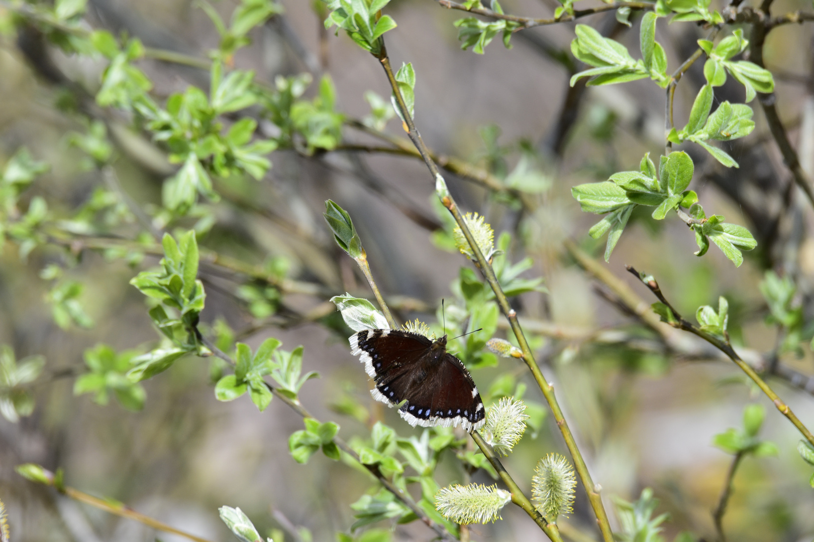 Schmetterling Der Trauermantel (Nymphalis antiopa)