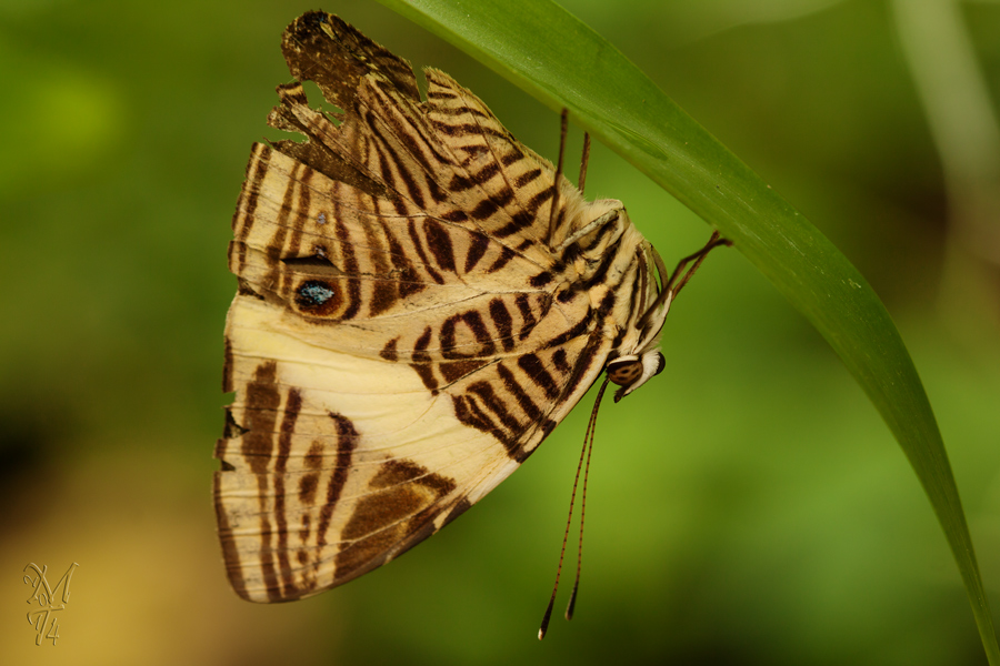 Schmetterling - der zweite