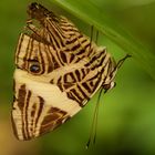 Schmetterling - der zweite