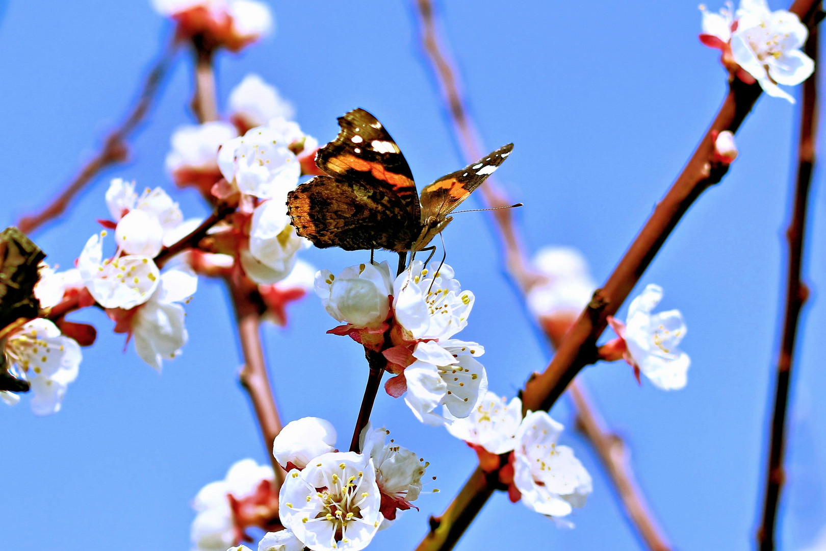 Schmetterling der zweite