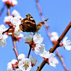 Schmetterling der zweite