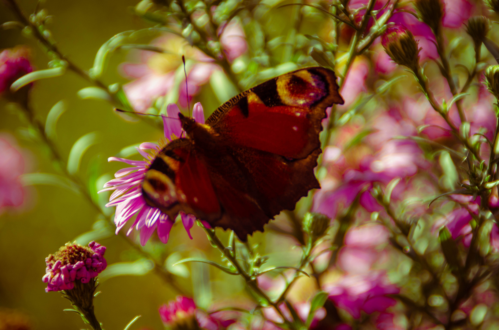 Schmetterling der zweite 