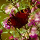 Schmetterling der zweite 