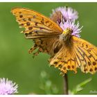 Schmetterling der Zweite