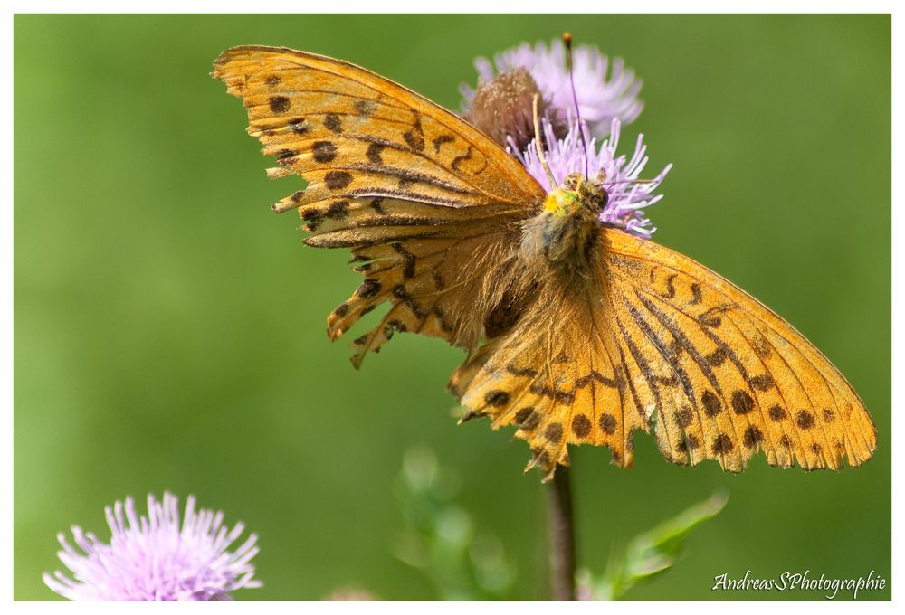 Schmetterling der Zweite