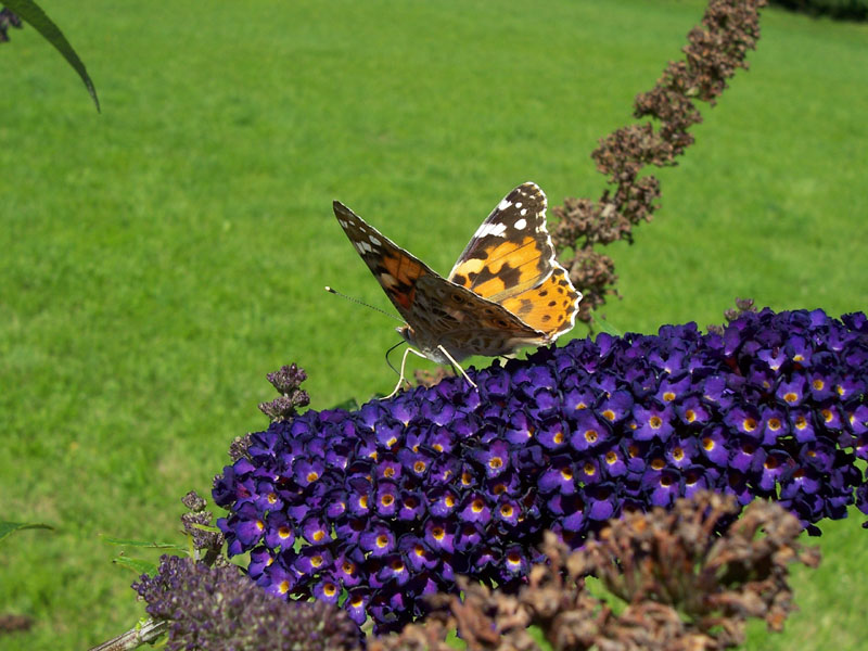 Schmetterling des Flieders [unbearbeitet]