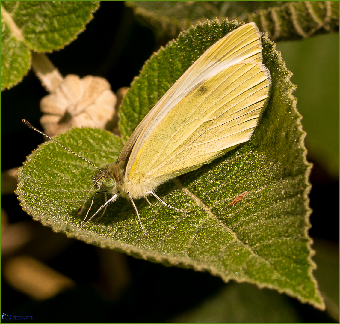 Schmetterling des Herzens