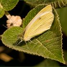 Schmetterling des Herzens