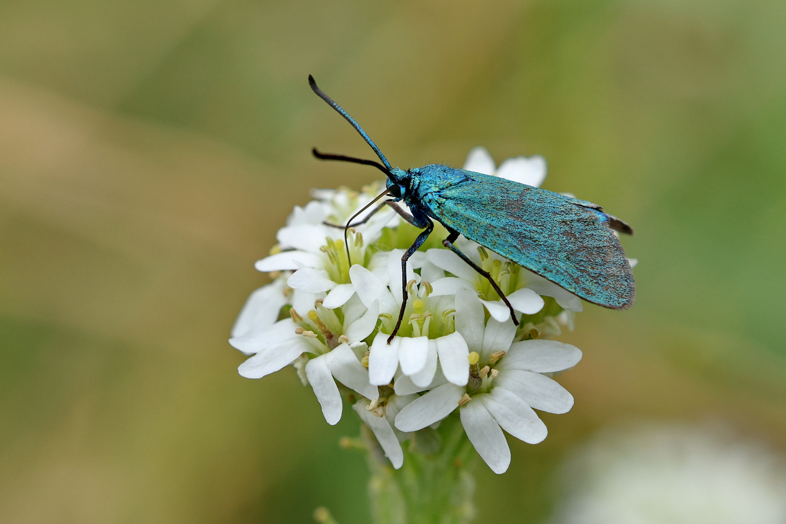 Schmetterling des Jahres