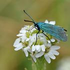 Schmetterling des Jahres