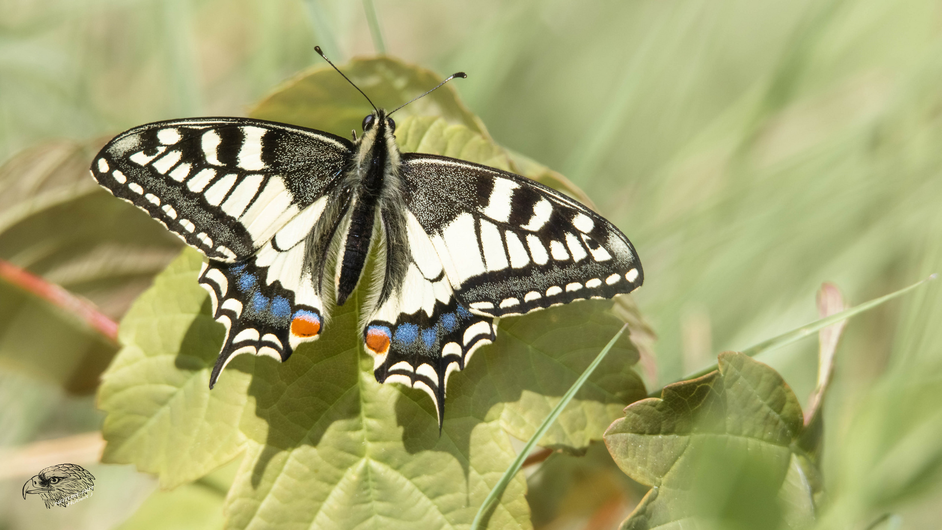 Schmetterling des Jahres 2006