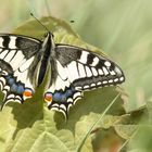 Schmetterling des Jahres 2006