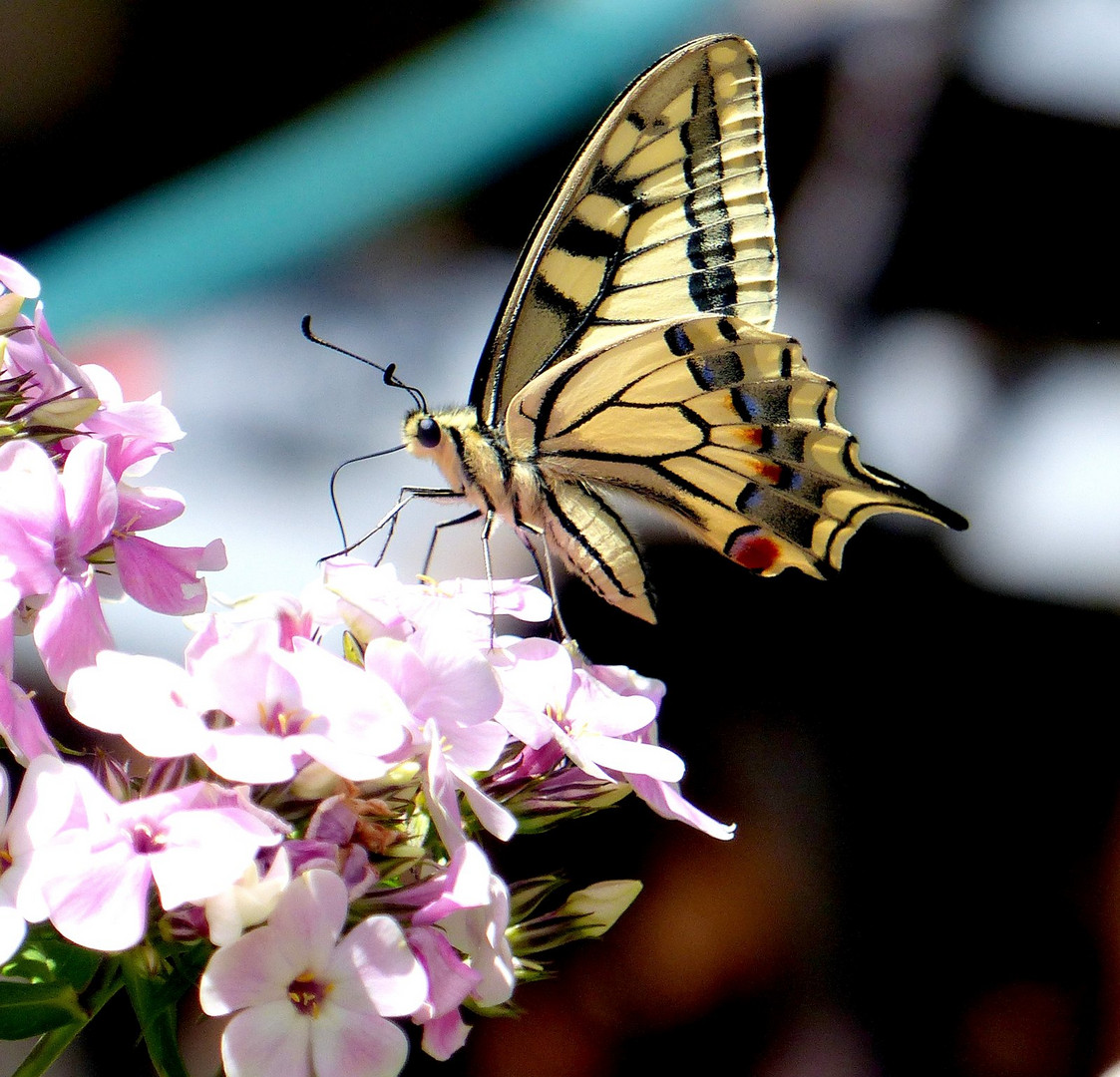 Schmetterling des Jahres 2006