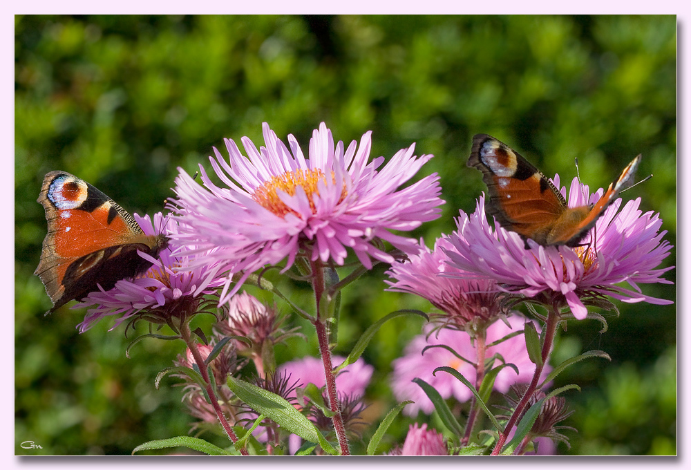 Schmetterling des Jahres 2009