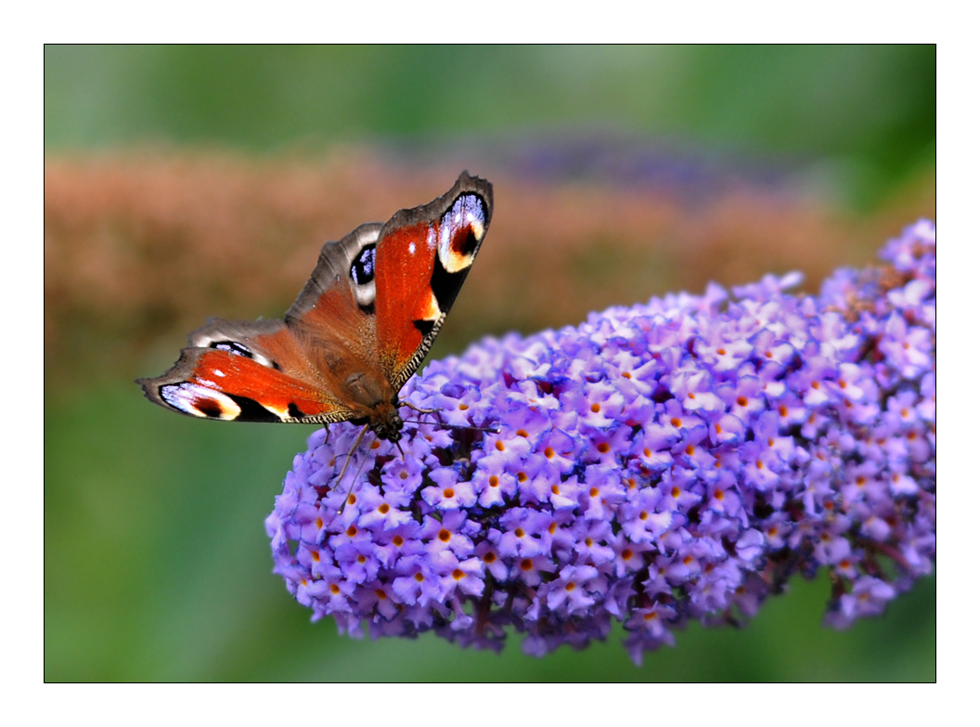 Schmetterling des Jahres 2009: