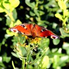 Schmetterling des Jahres 2009